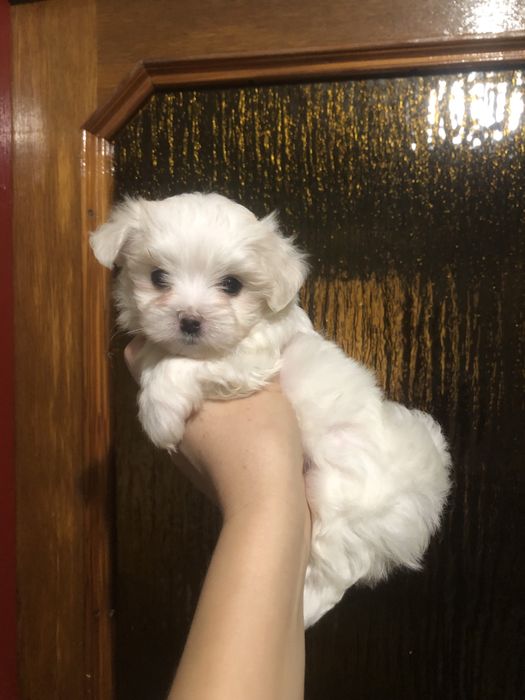 Мальтійська болонка