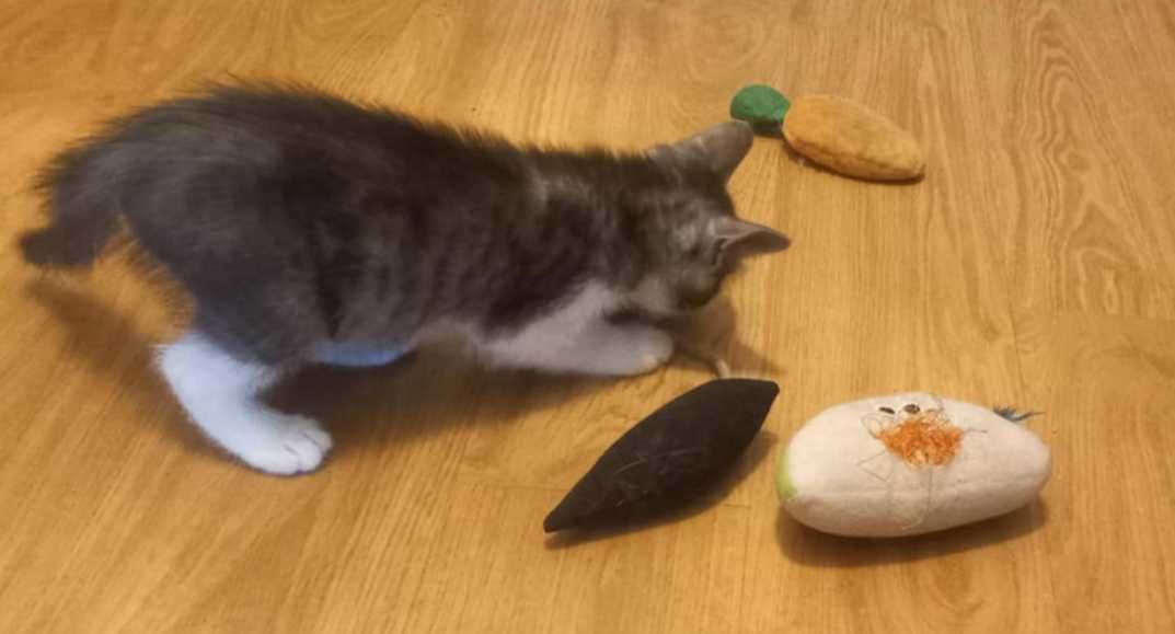 Urocze kociaki polecają się do adopcji:)