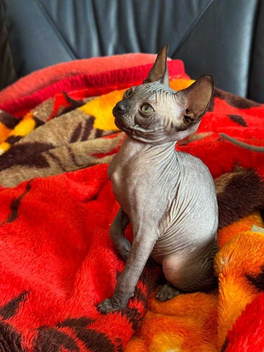 Неймовірні СФІНКСИ Ельфи