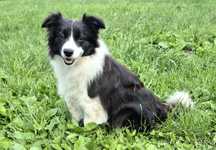 Dwuletnia suszka Border Collie FCI