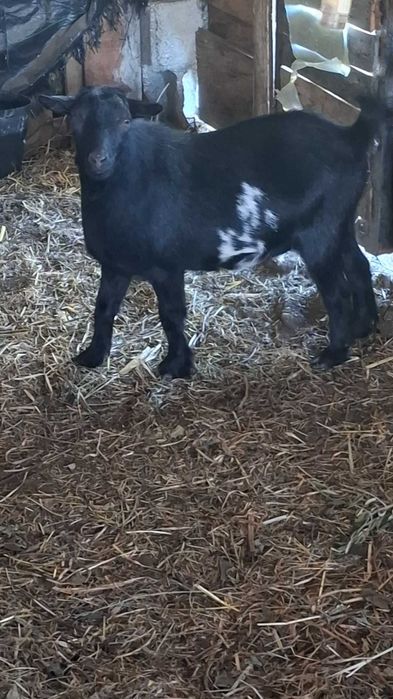 Cabras / Animais de quinta