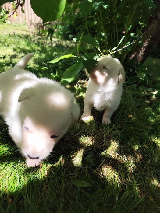 Цуцики, радість і позитивні емоції