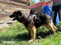 20 kg, 4 lata, przyjazny, długowłosy, adopcja