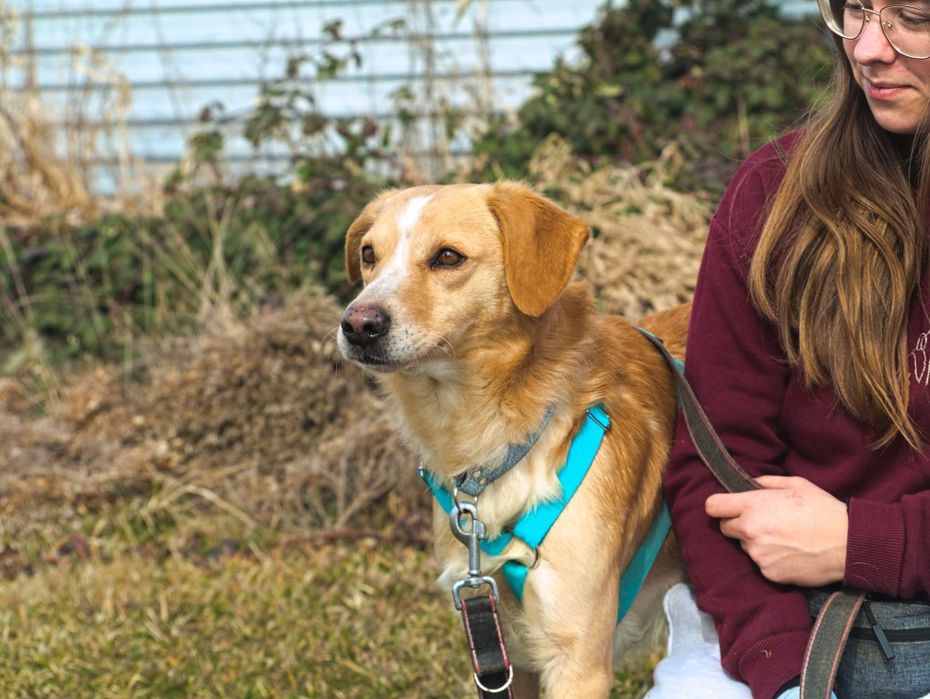 Beżowy pies pilnie szuka domu