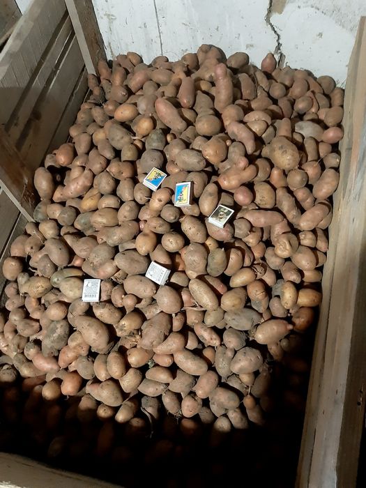 Продам домашню картоплю словянка