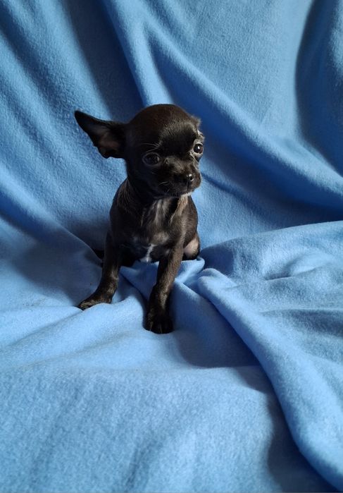 Słodziak piesek Chihuahua