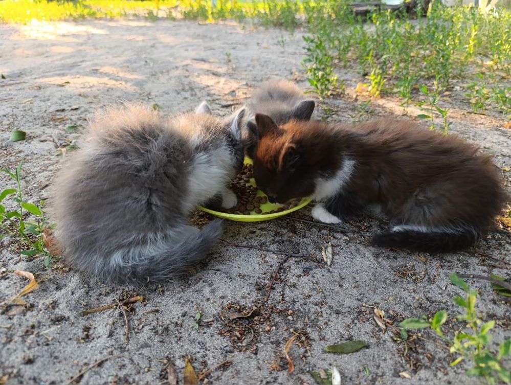 Кошенята шукають дім