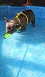Hospedagens Familiares/Petsitting