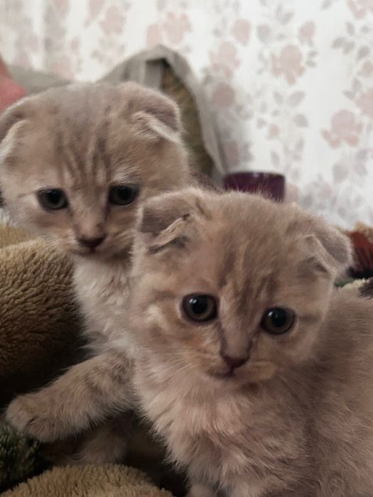 Кошенята шотландці