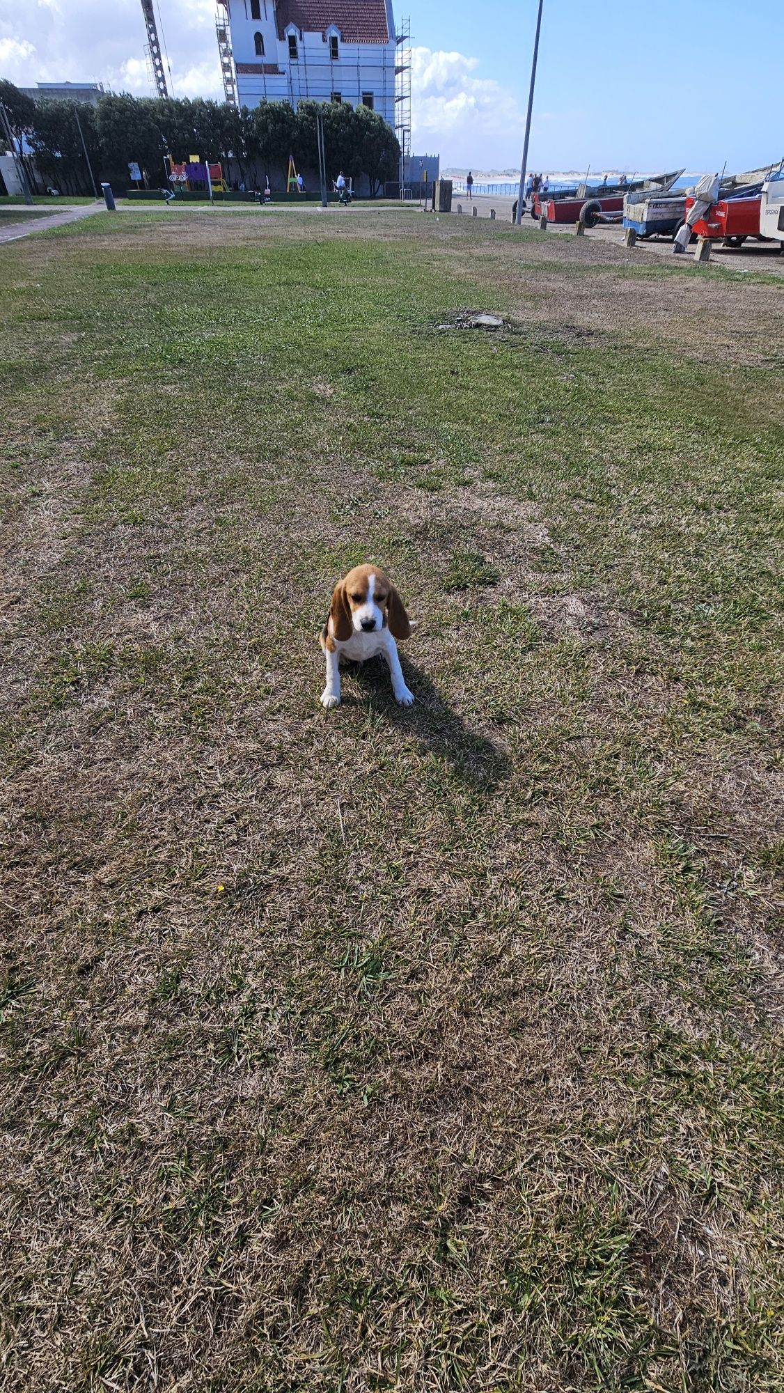 Beagle tricolo macho