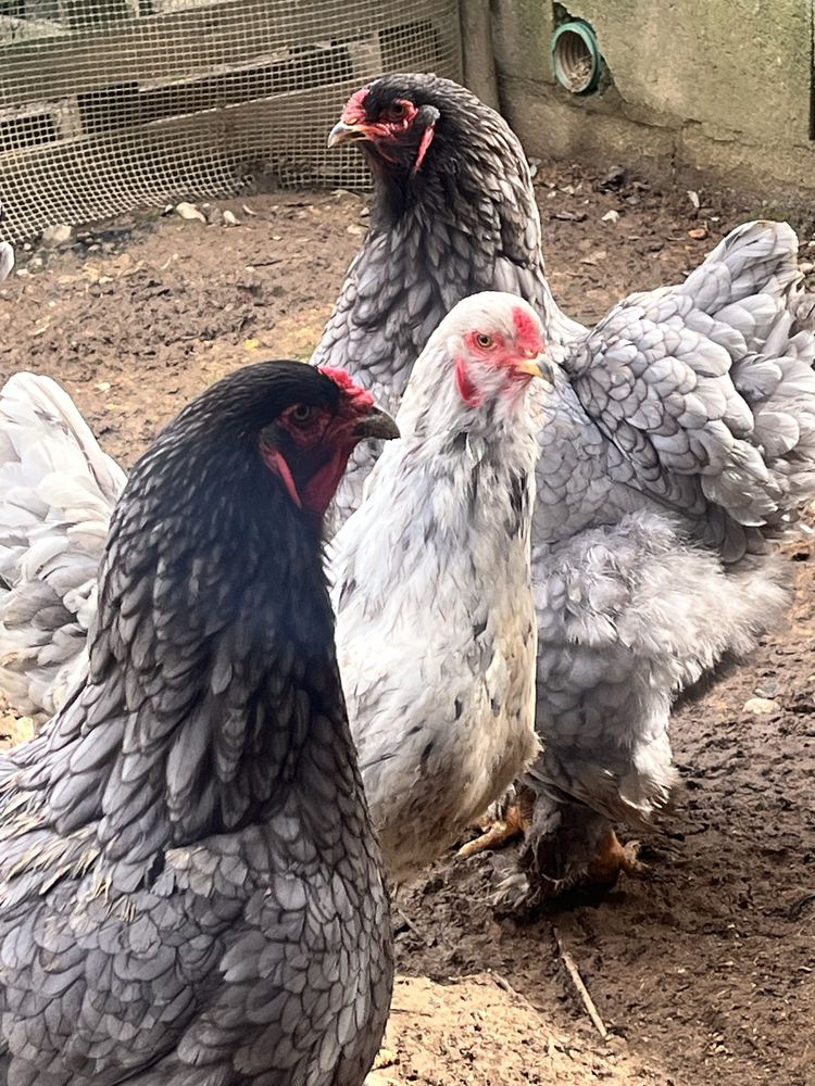 Ovos galinha Brahama Azul