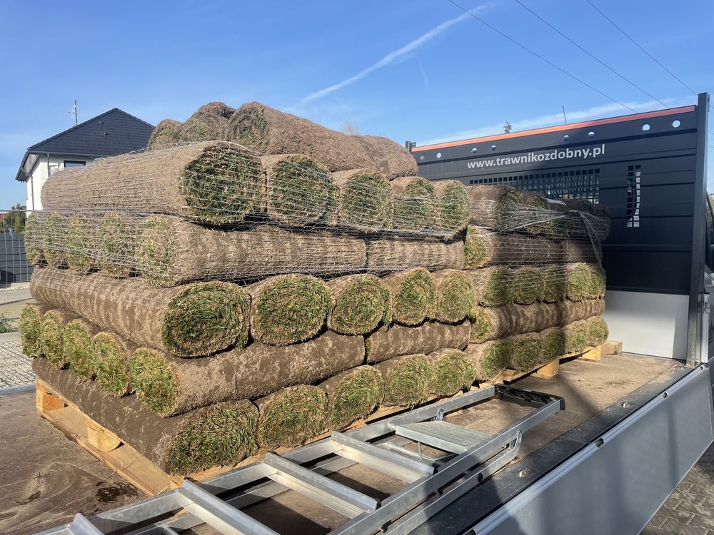 Trawnik z rolki PLANTACJA POZNAŃ / trawa w rolce/ trawa/ plantacja
