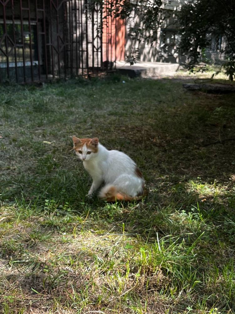 Кошенятко в добрі руки