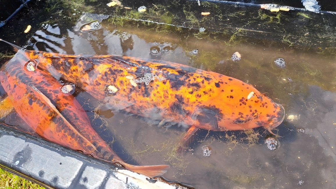 Karp koi 45 cm do oczka