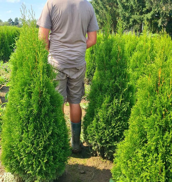 Tuje SZMARAGD w klasie PREMIUM - atrakcyjna cena
