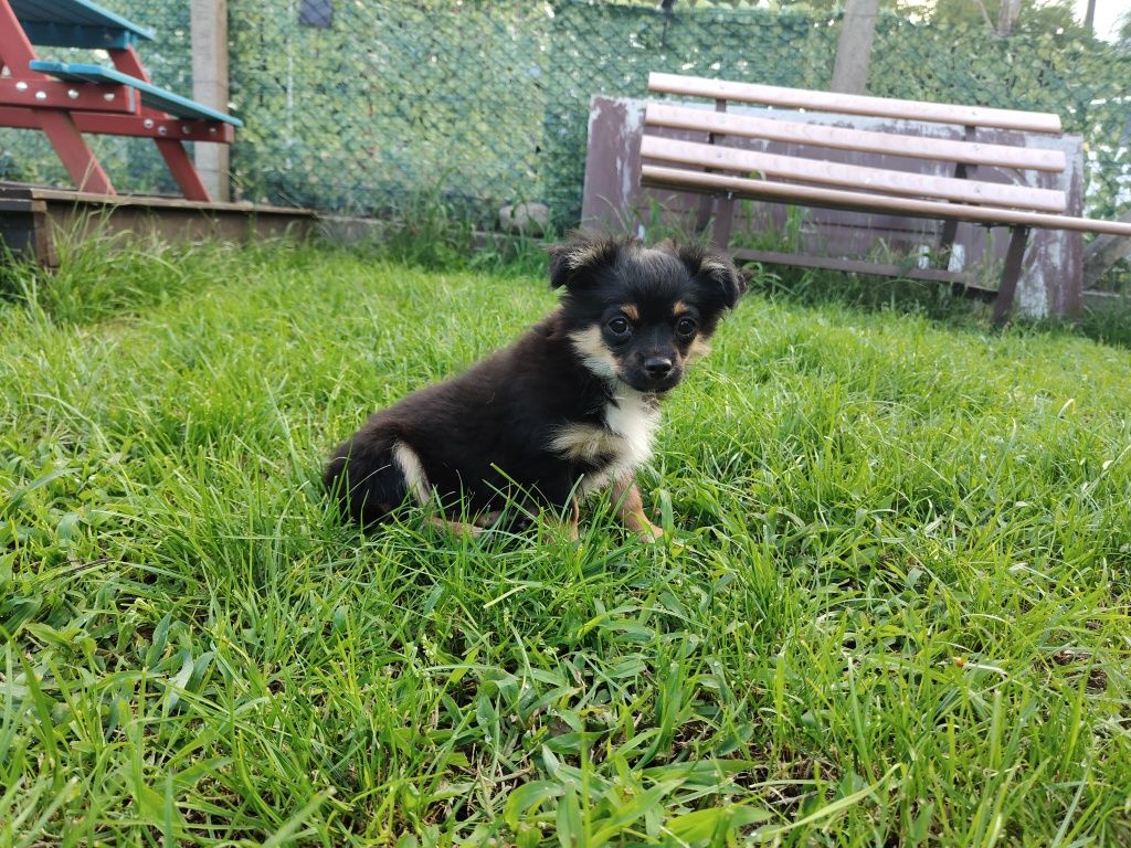 Piesek chihuahua