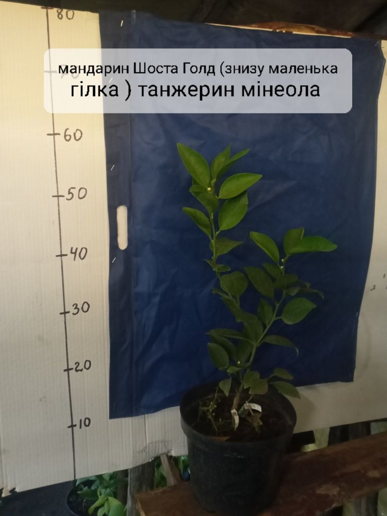 Лимони ,Мандарини апельсини, грейпфрут, клементин