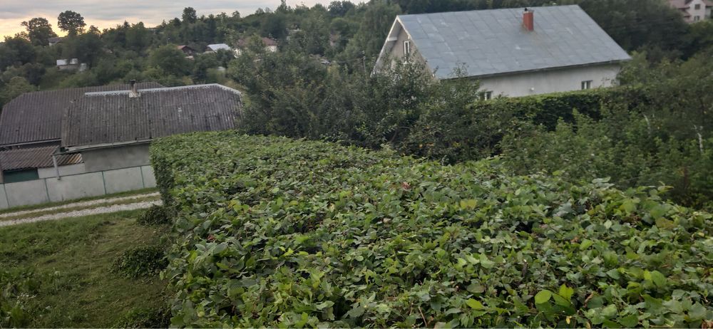 Покіс трави та бур'янів. Косіння трави кущів, стрижка кущів