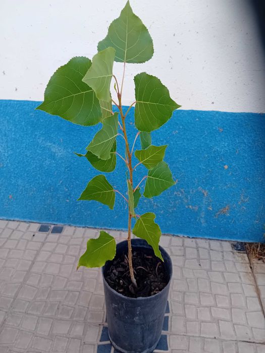 Arvore choupo Populus Nigra