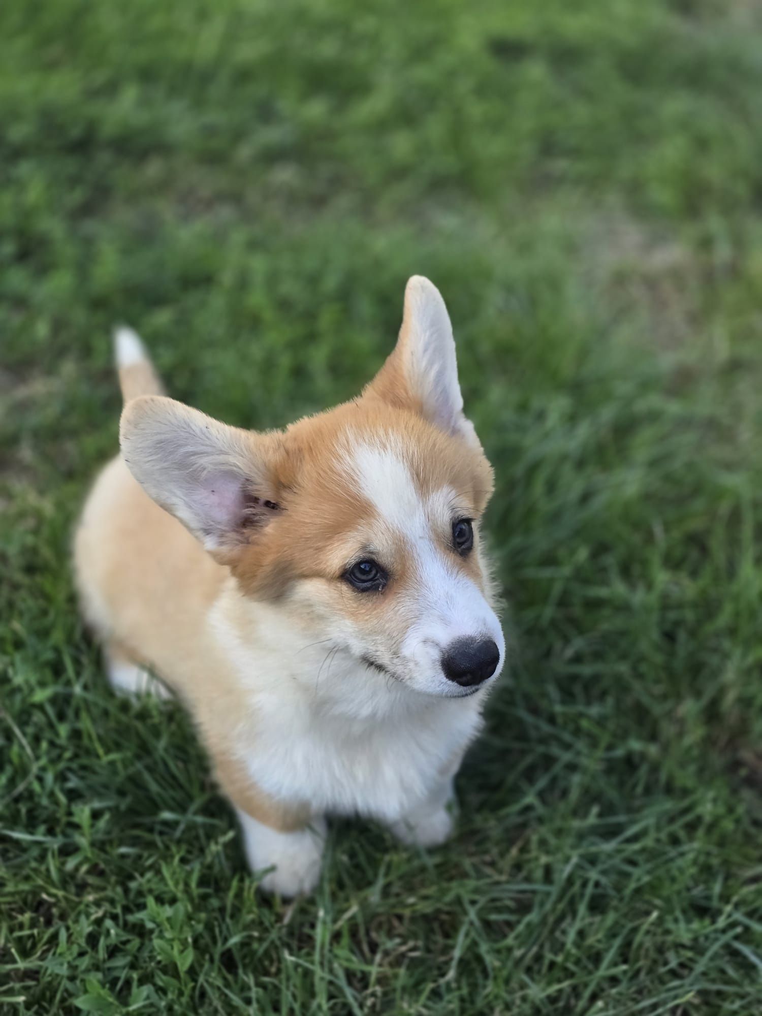 Welsh Corgi Pembroke piesek szczeniak do odbioru gotowy
