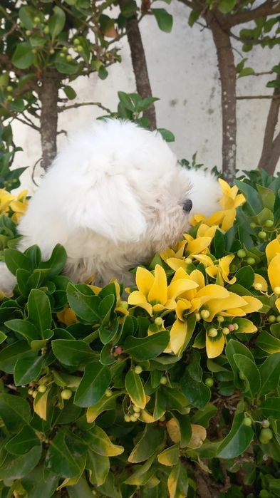 Bichon maltes pequenino macho olhos azuis