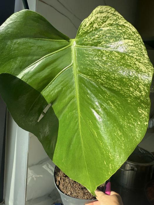 Monstera mint cudnie wybarwiona