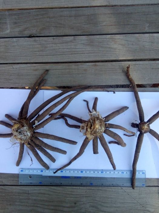 Эремурус Бунге (желтый)  и Ольги (розовый)