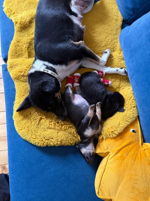 Podwójne szczęście na święta - dwa szczeniaczki szukają domu