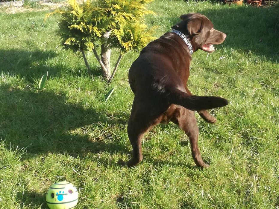 Labrador dorosły piesek