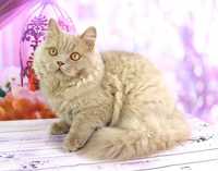 Чарівний котик породи селкірк-рекс. Дуже ласкавій и красивий