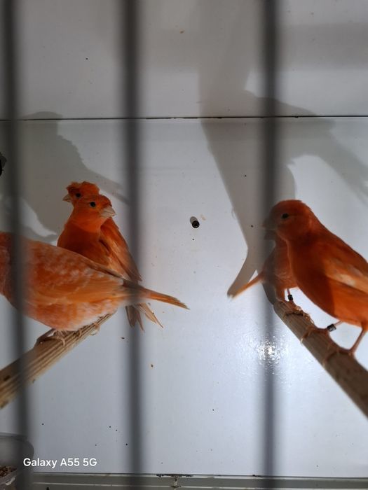 Canarios para venda 2025