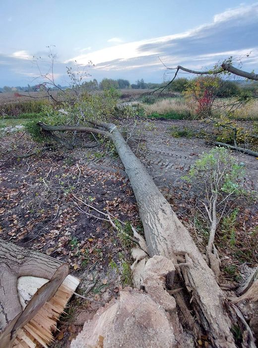 Wycinka drzew Podnośnik koszowy Przycinanie tui Frezowanie pni ogrodni