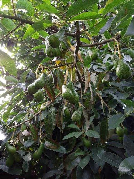 vendo abacate biológico