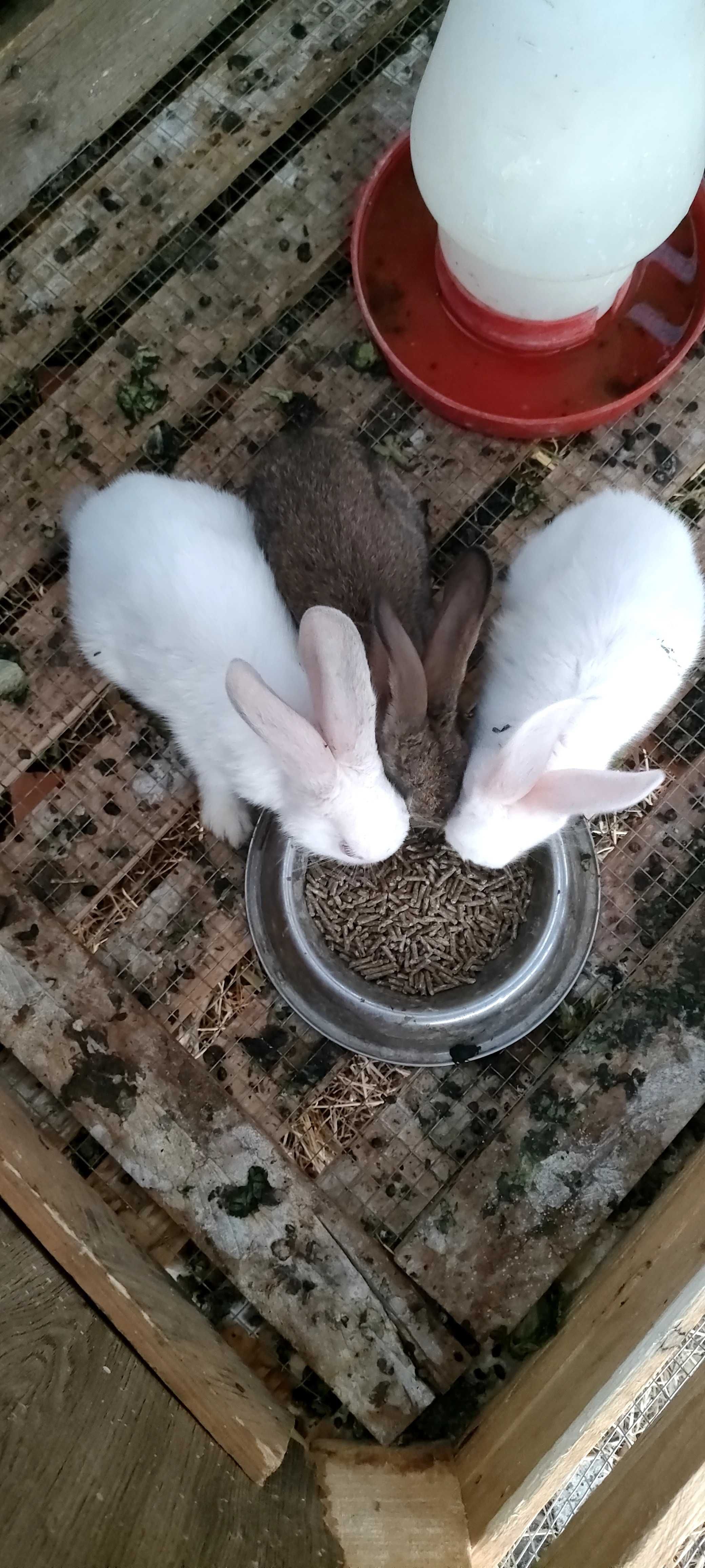 Coelhos disponíveis