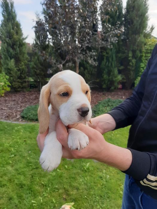 Beagle  szczeniak piesek FCI Zkwp badania genetyczne