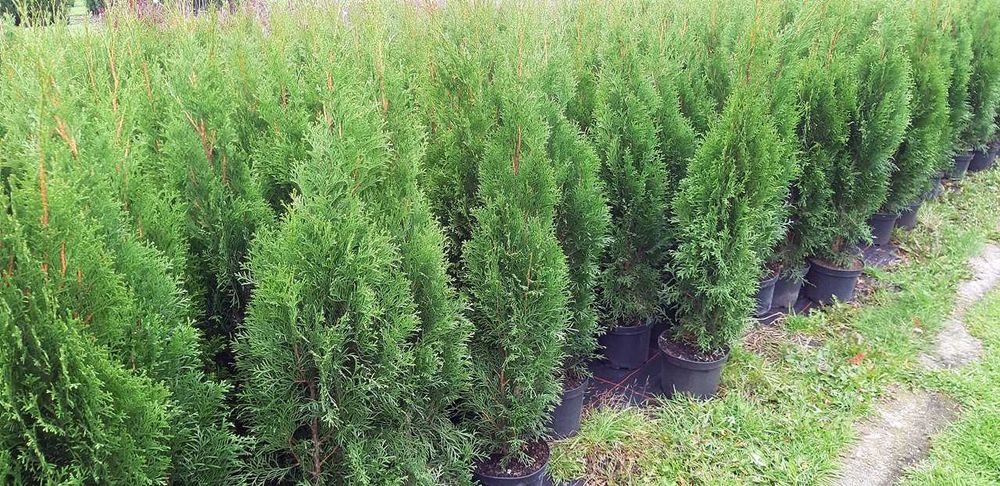 Tuja Szmaragd Szmaragdowa Tuje Szmaragdy 90CM Wys hodowane w doniczce