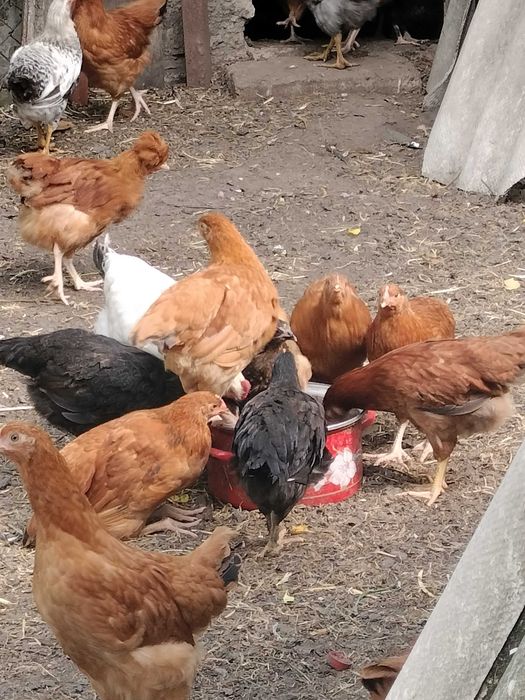 Sprzedam młode kokoszki