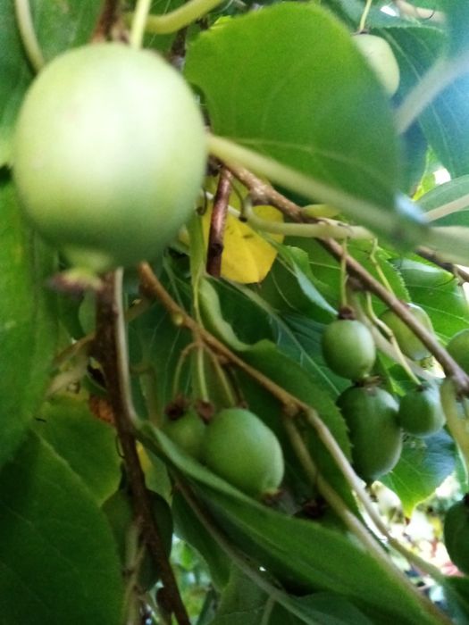 Актинідія ананасна самоплідна.