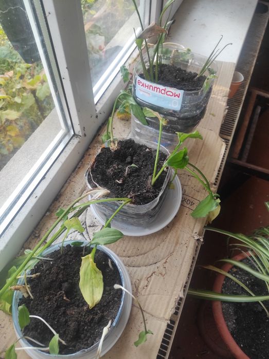 Віддам безкоштовно вазони з рослинами