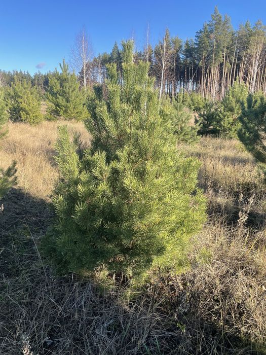Сосна , ялинка новорічна оптом, звичайна , кримська