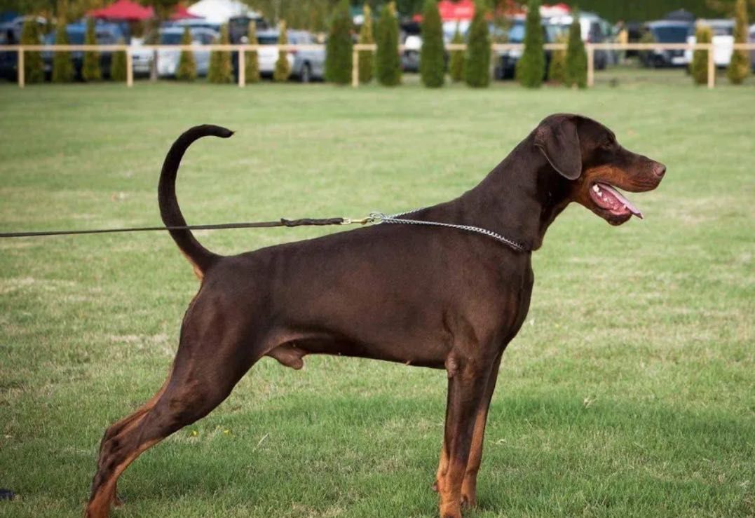 Dobermann cachorro