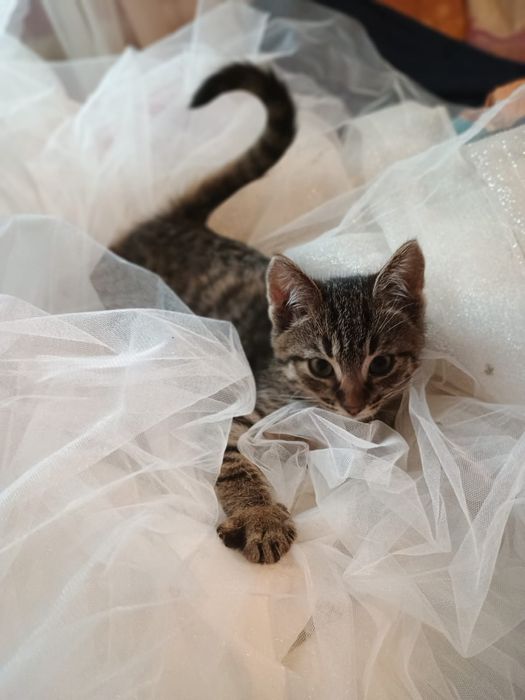 Віддам котиків і кішечку