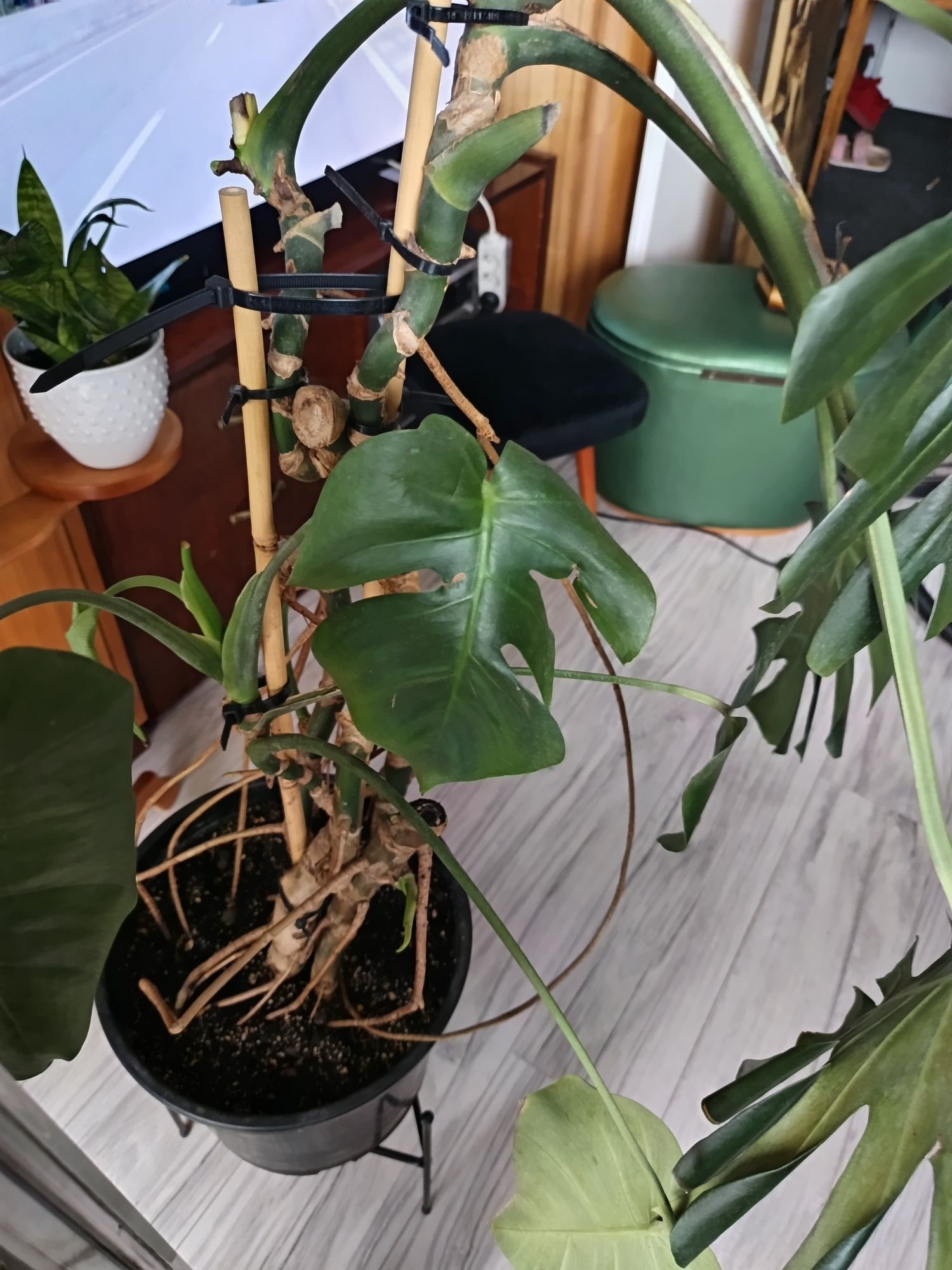 Monstera duża z doniczką