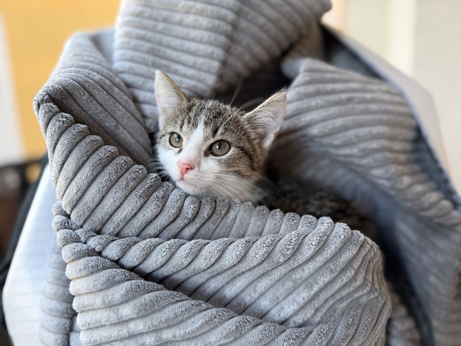 Kociątko Stokrotka szuka domu!