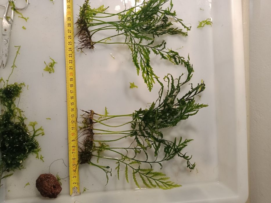 Bolbitis Heudelofii roślina akwariowa od 20 zł