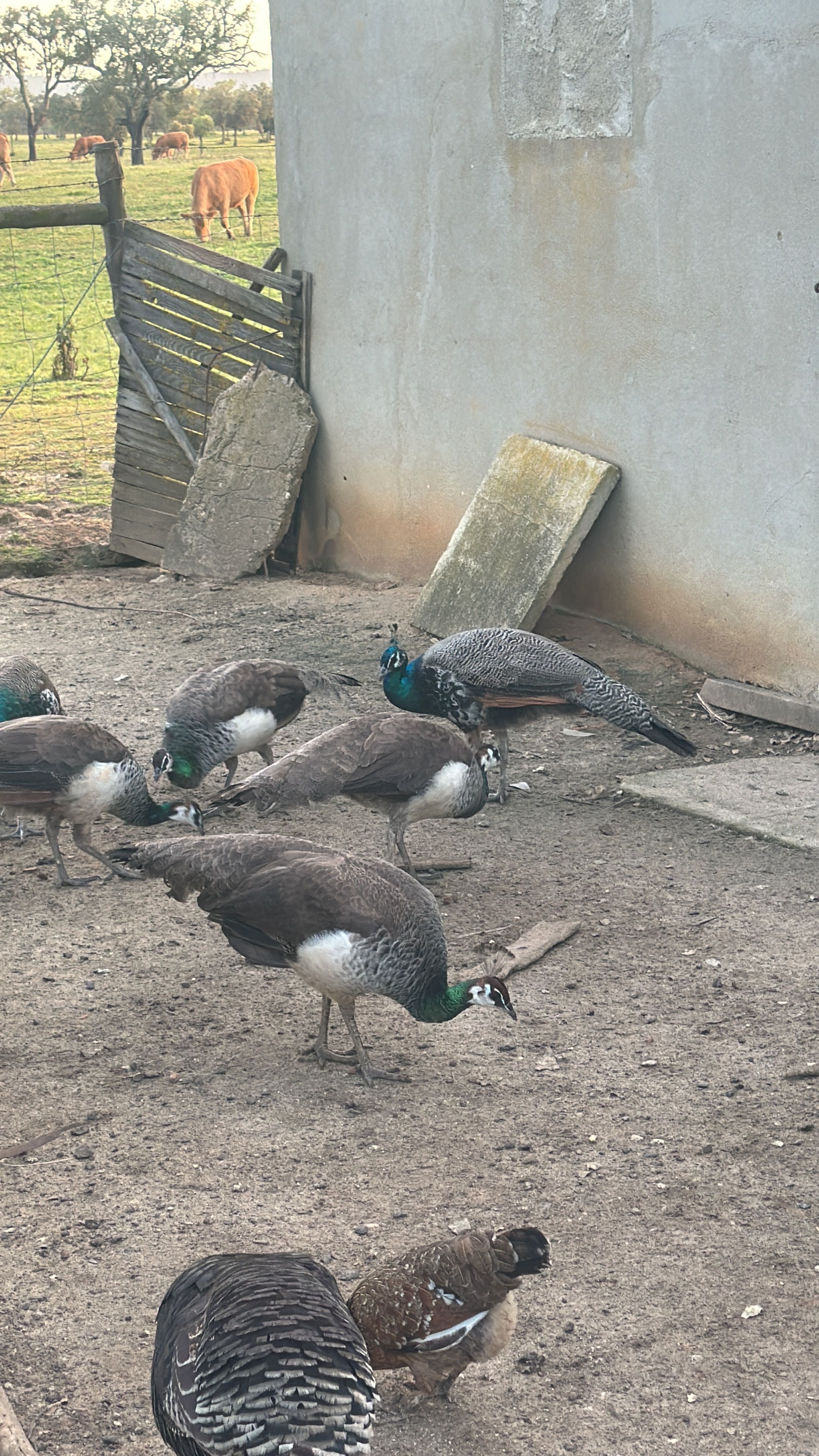 Vendo Pavões juvenis