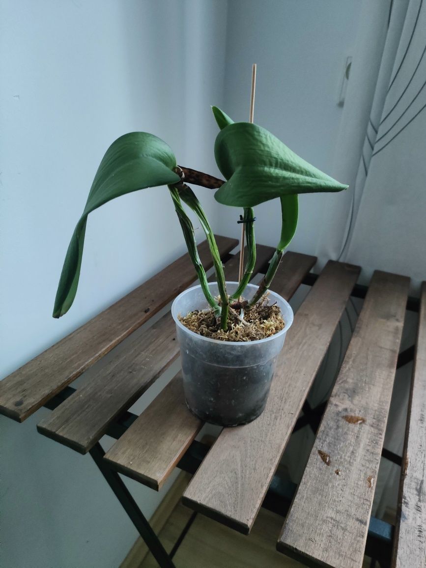 Storczyk Cattleya