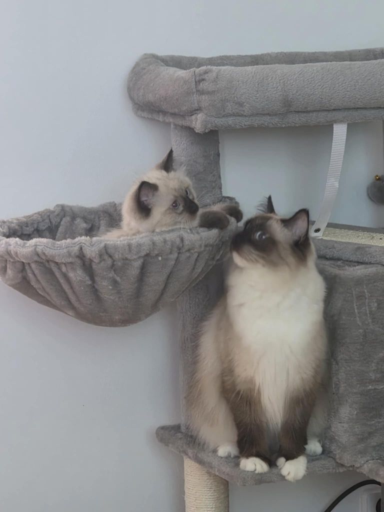 Kocurek Ragdoll Colorpoint