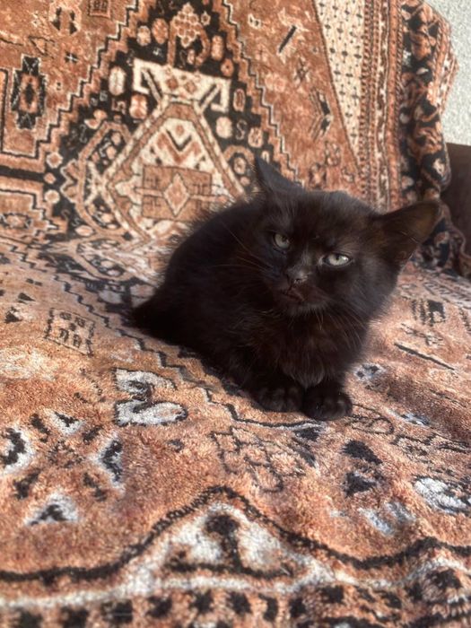 Котеня британець безкоштовно