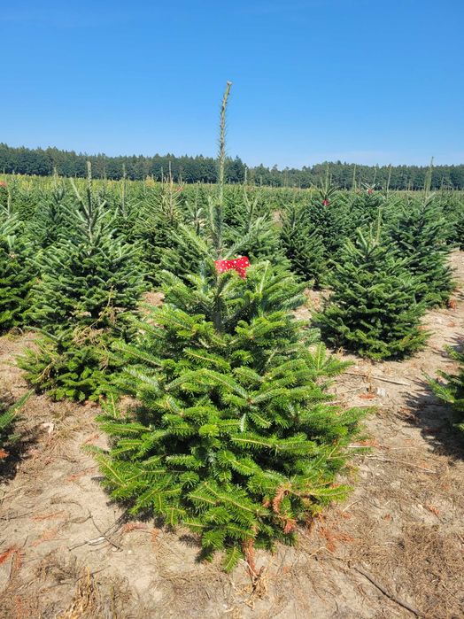 Jodła Frasera w donicy / doniczka 125 - 175 cm- Plantacja TuChoinki.pl